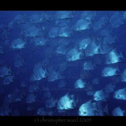 Key Largo, FL. An impressive school of Atlantic Spadefish... by Christopher Ward 